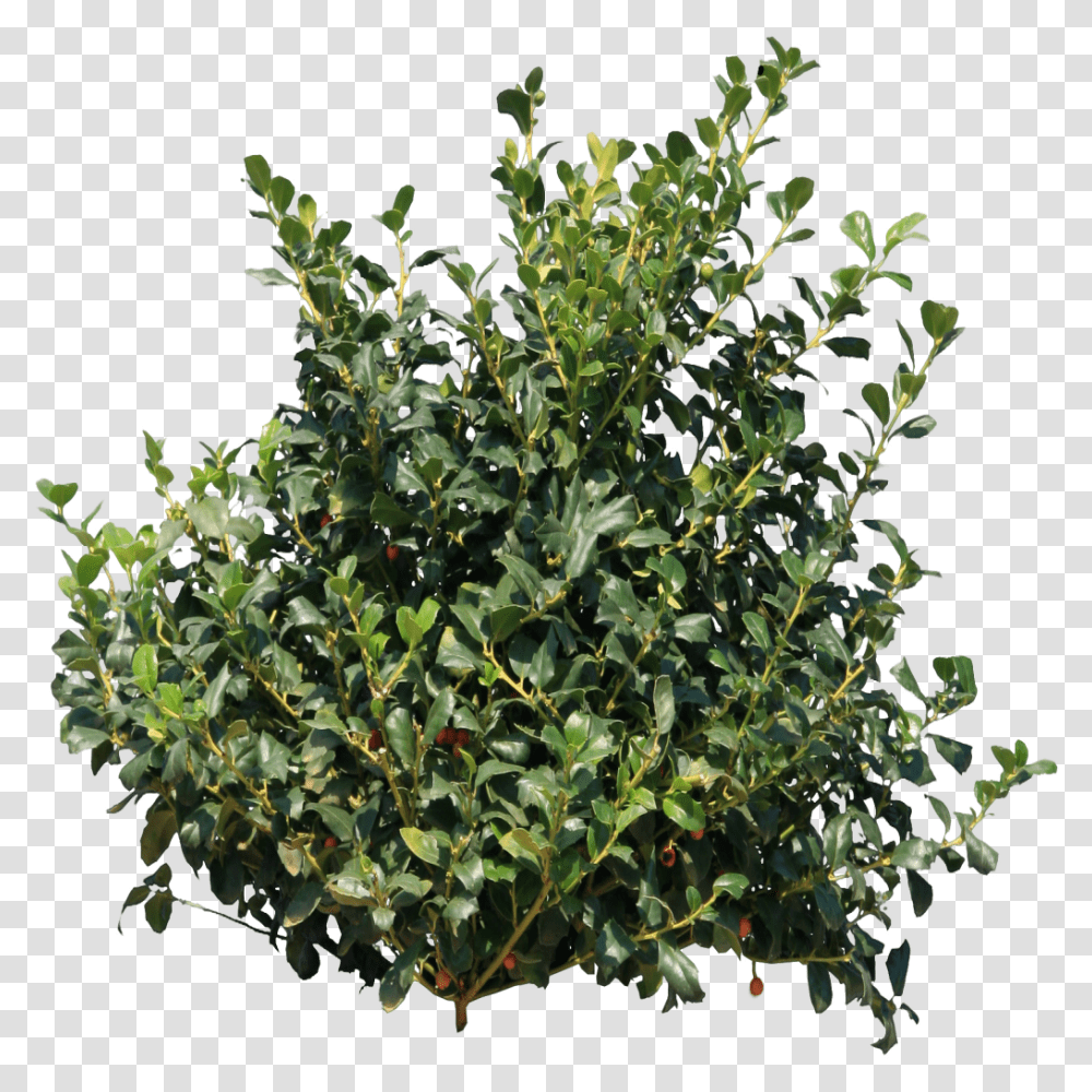 Bush, Nature, Vegetation, Plant, Tree Transparent Png