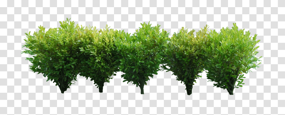 Bush, Nature, Vegetation, Plant, Vase Transparent Png