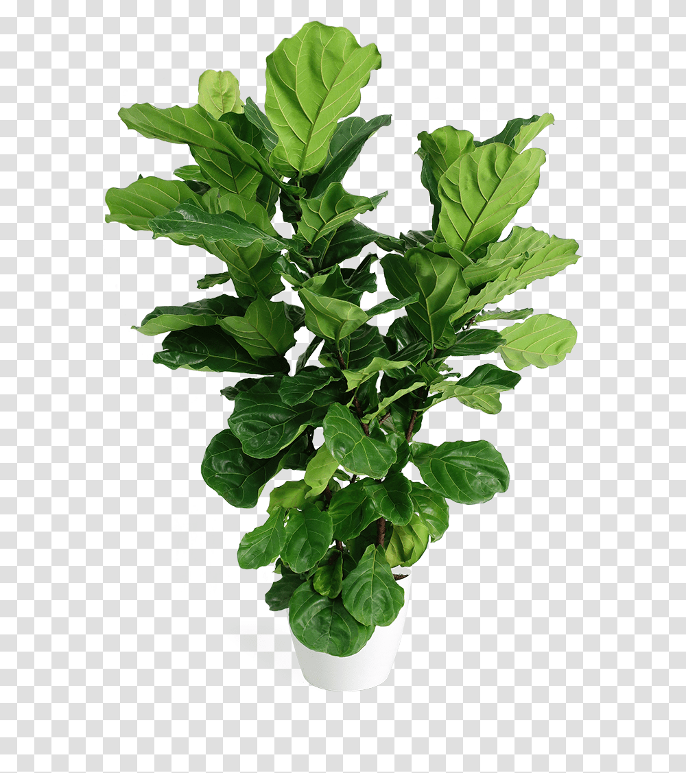Bush Plant Fiddle Leaf Fig, Spinach, Vegetable, Food, Produce Transparent Png