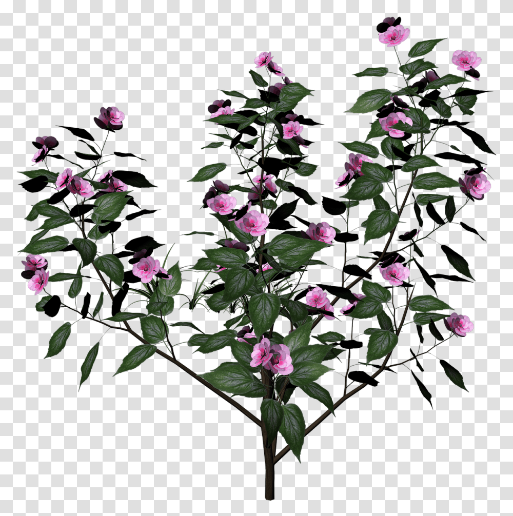 Bush Plant Flowers Flowering Free Image On Pixabay Flower Plants, Blossom, Acanthaceae, Flower Arrangement, Ikebana Transparent Png