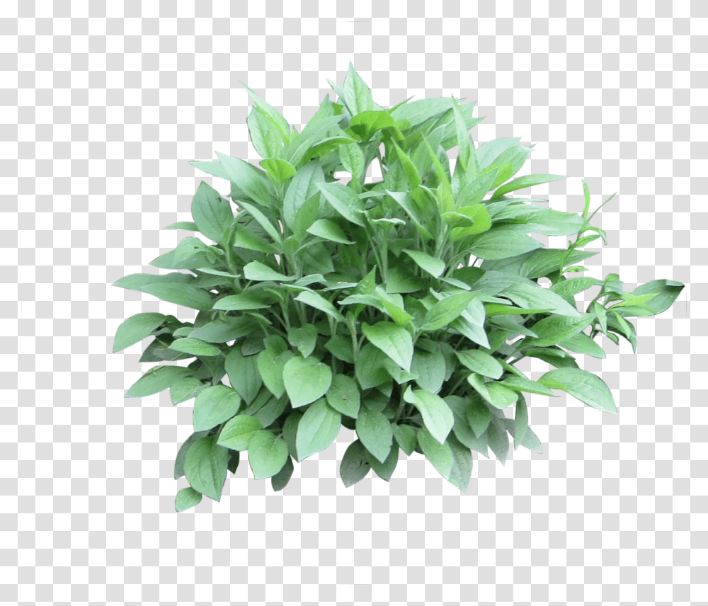 Bush, Plant, Vegetation, Leaf, Agavaceae Transparent Png
