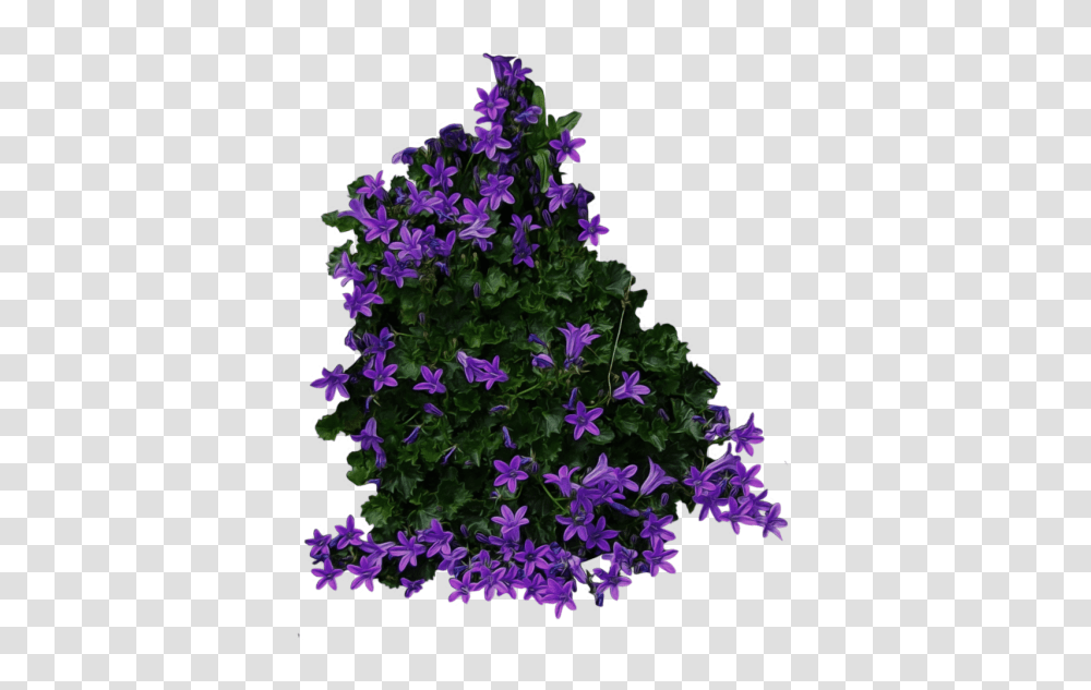 Bush, Purple, Geranium, Flower, Plant Transparent Png