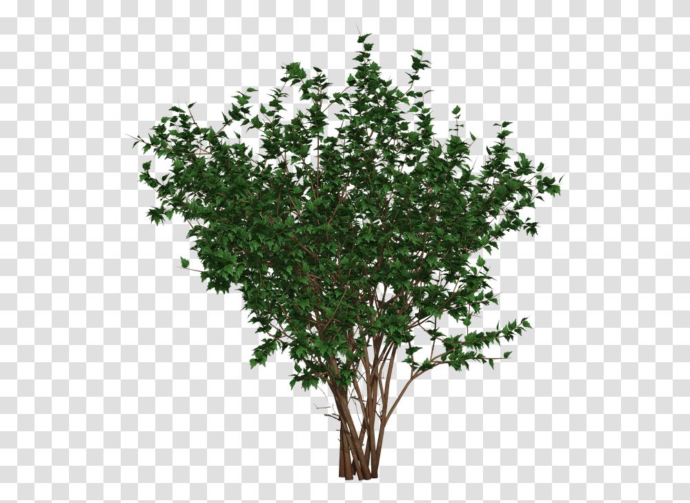Bush Shrub Nature Free Image On Pixabay Tree, Plant, Leaf, Maple, Tree Trunk Transparent Png