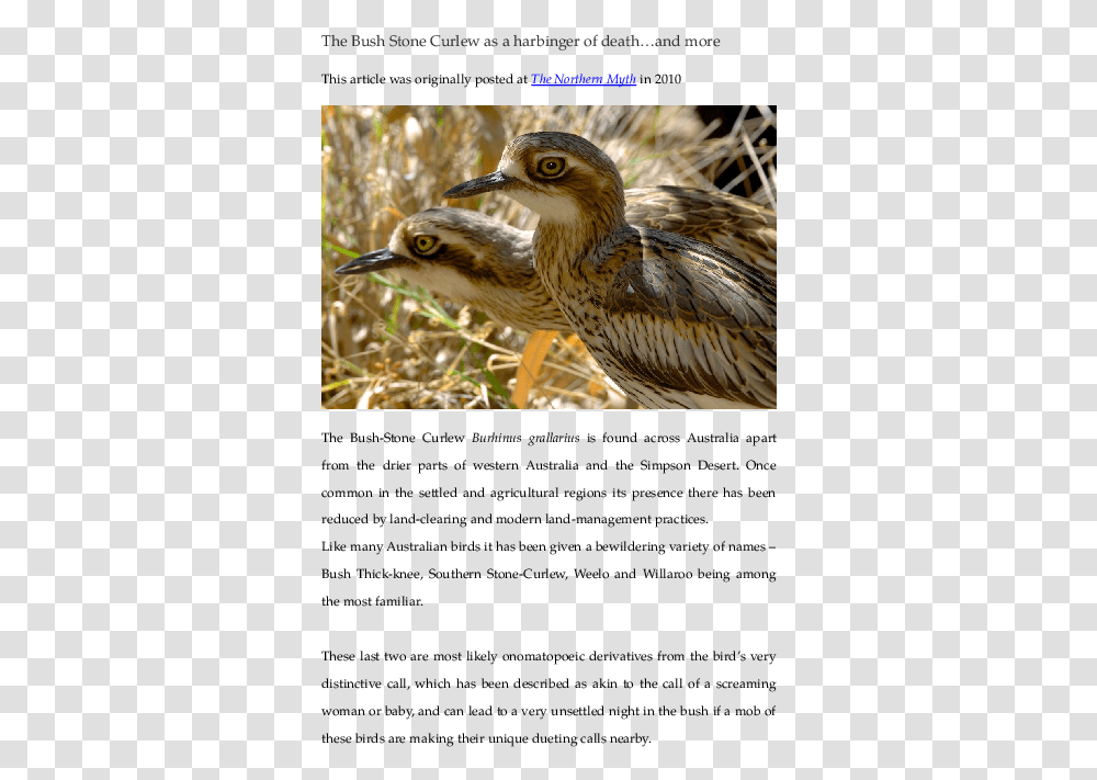 Bush Stone Curlew, Bird, Animal, Beak, Waterfowl Transparent Png
