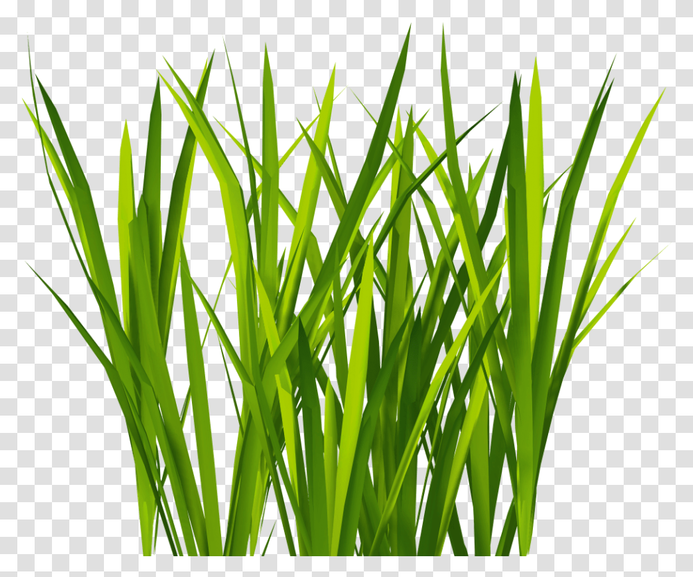 Bush Texture Grass Texture, Plant, Lawn, Agropyron, Vegetation Transparent Png