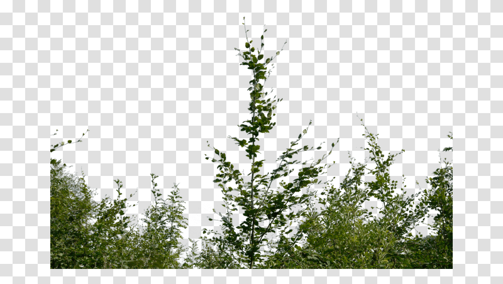 Bush, Tree, Plant, Conifer, Vegetation Transparent Png