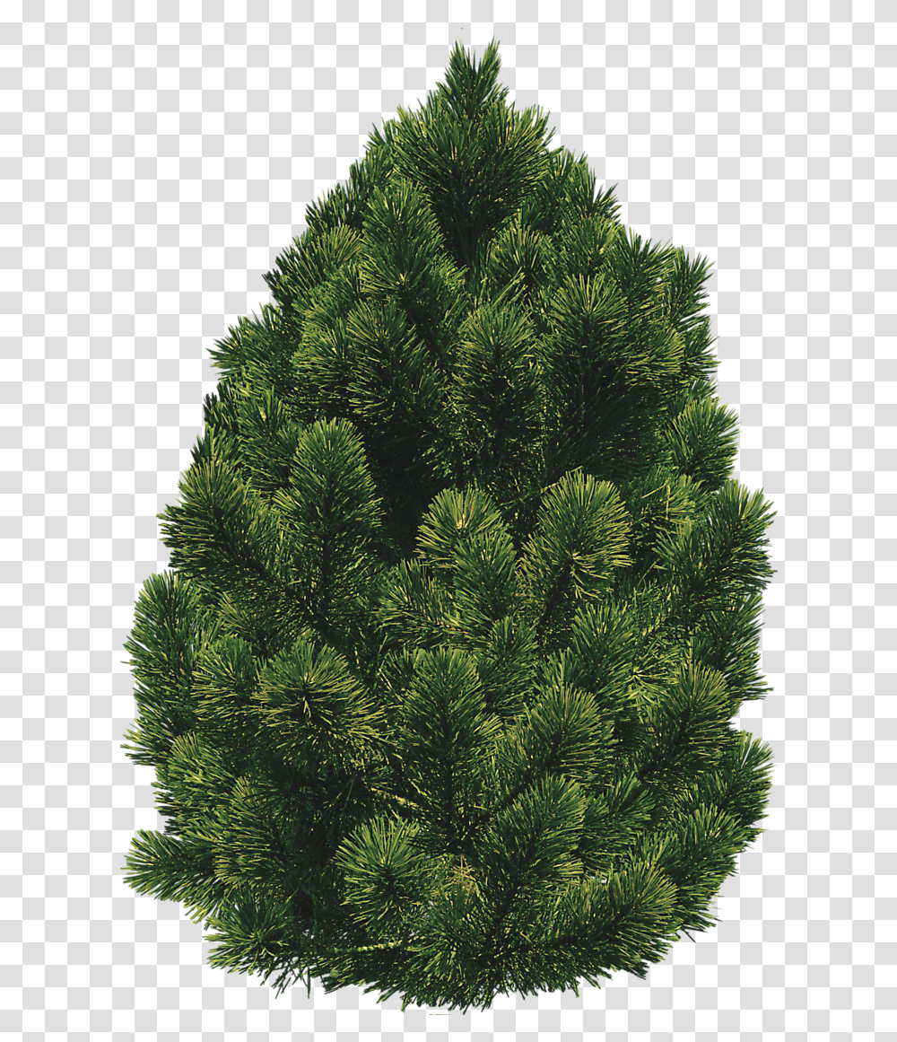 Bush Trees And Bushes Pinebushtreespng Tree File, Plant, Conifer, Ornament, Fir Transparent Png