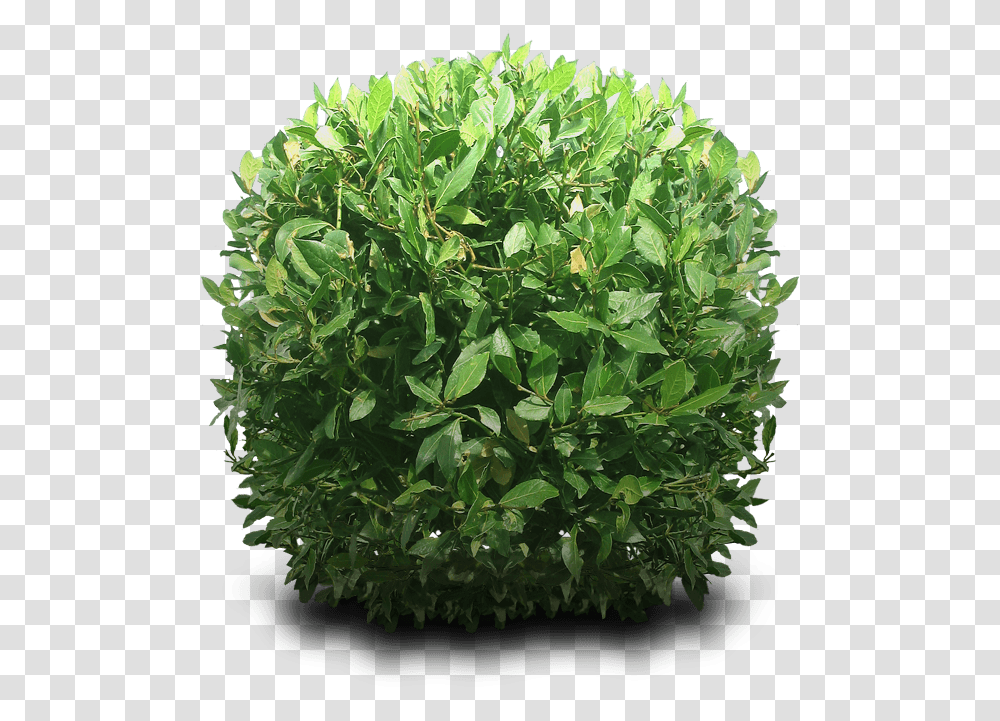 Bush, Vegetation, Plant, Potted Plant, Vase Transparent Png