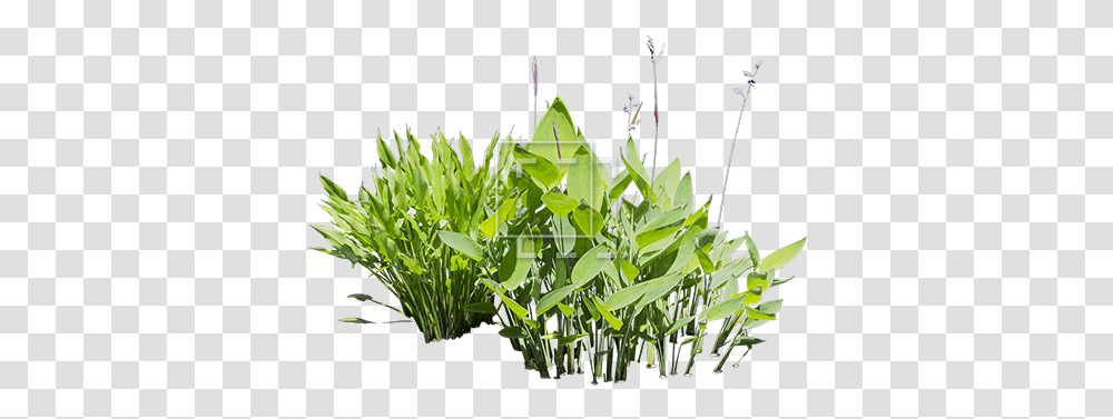 Bush With White Flowers Immediate Entourage Free Image Aquatic Plants, Leaf, Blossom, Grass, Bamboo Transparent Png