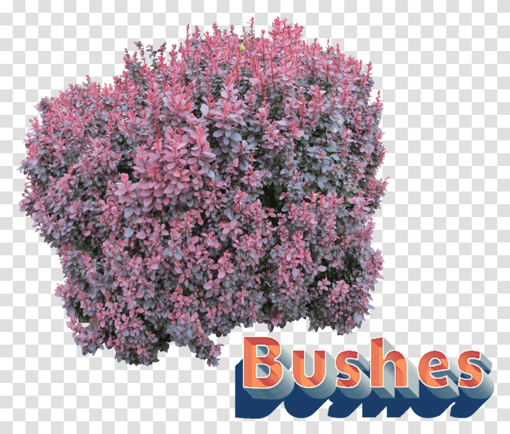 Bushes Clipart Flower Bush, Vegetation, Plant, Geranium, Tree Transparent Png