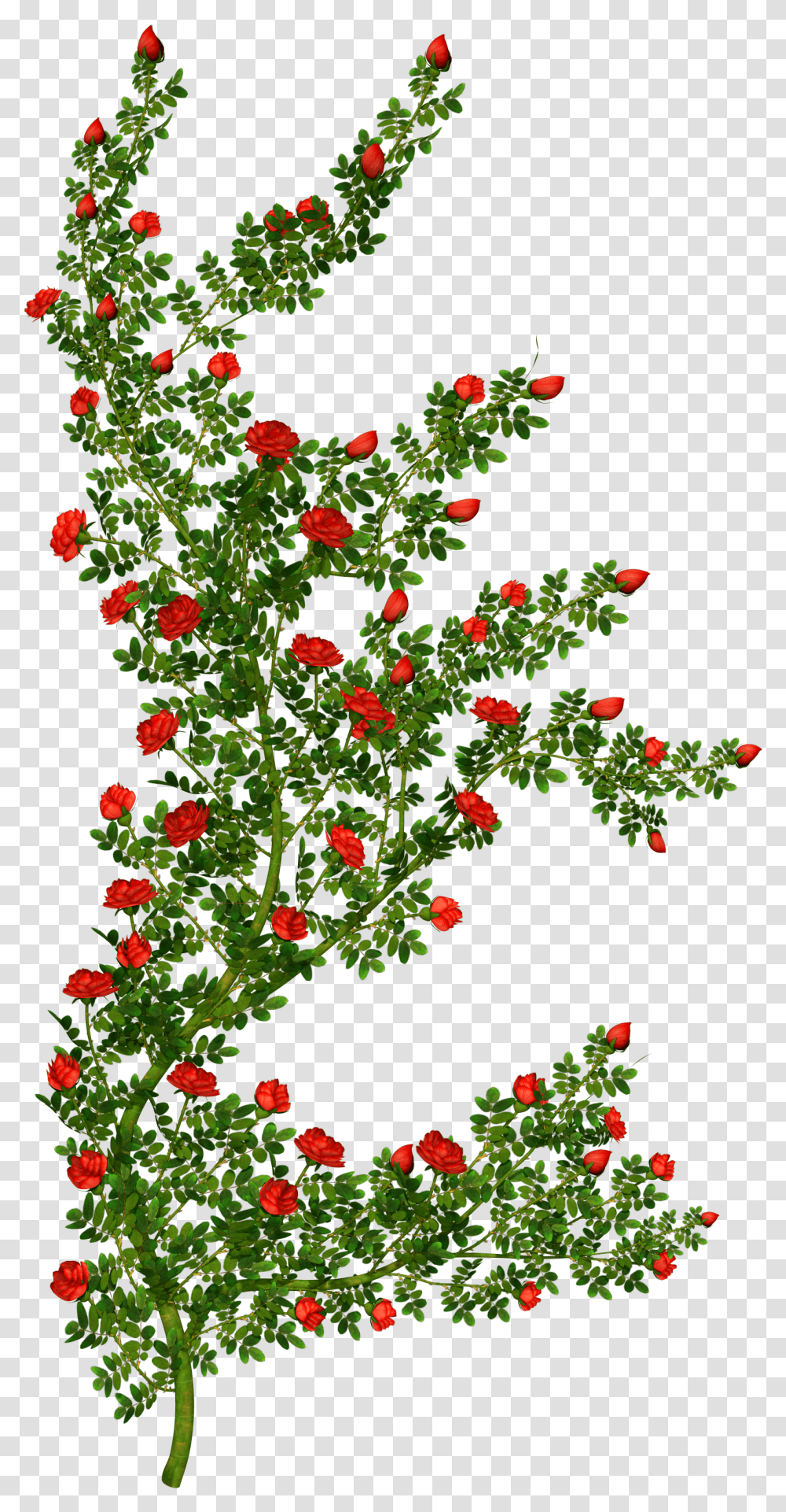 Bushes Clipart Flower Picture 139971 Cartoon Rose Bush, Leaf, Plant, Blossom, Tree Transparent Png