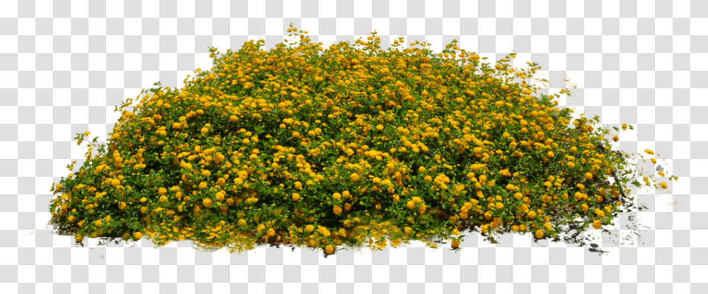 Bushes Clipart Images Of Plants, Flower, Vegetation, Asteraceae, Petal Transparent Png