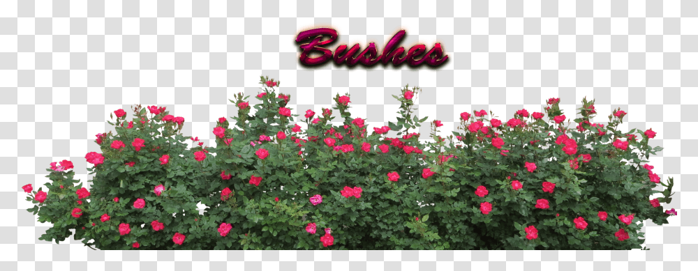 Bushes Download Bushes, Geranium, Flower, Plant, Blossom Transparent Png