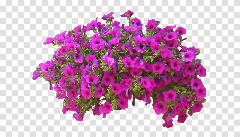 Bushes Flower Clipart Background Flower Bush, Geranium, Plant, Purple, Potted Plant Transparent Png