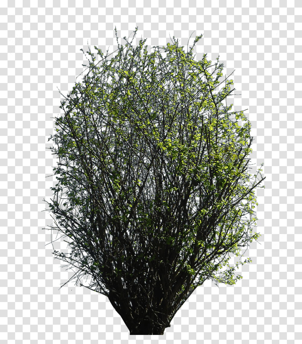 Bushes For Photoshop, Plant, Tree, Conifer, Fir Transparent Png