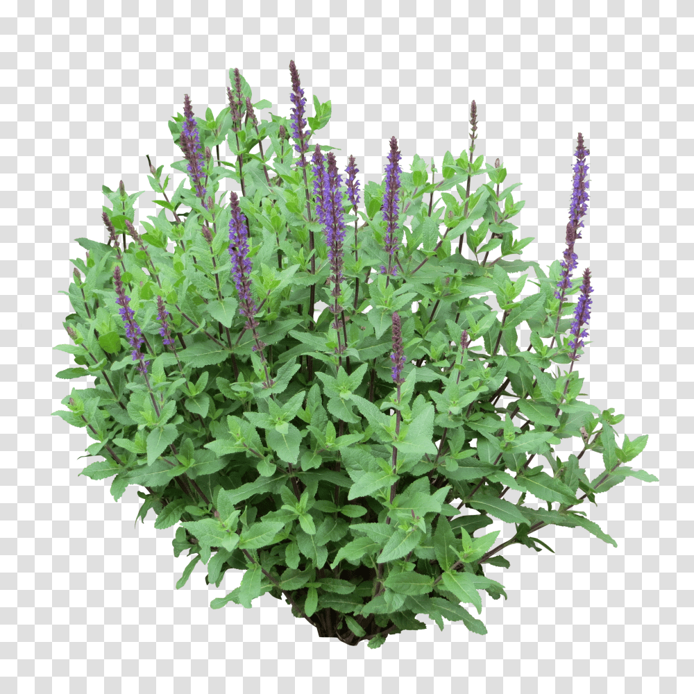 Bushes Free Image Shrubs Transparent Png