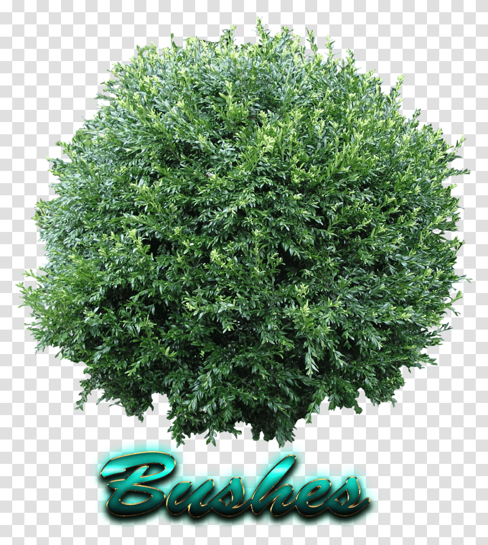 Bushes Free Image, Vegetation, Plant, Tree, Maple Transparent Png