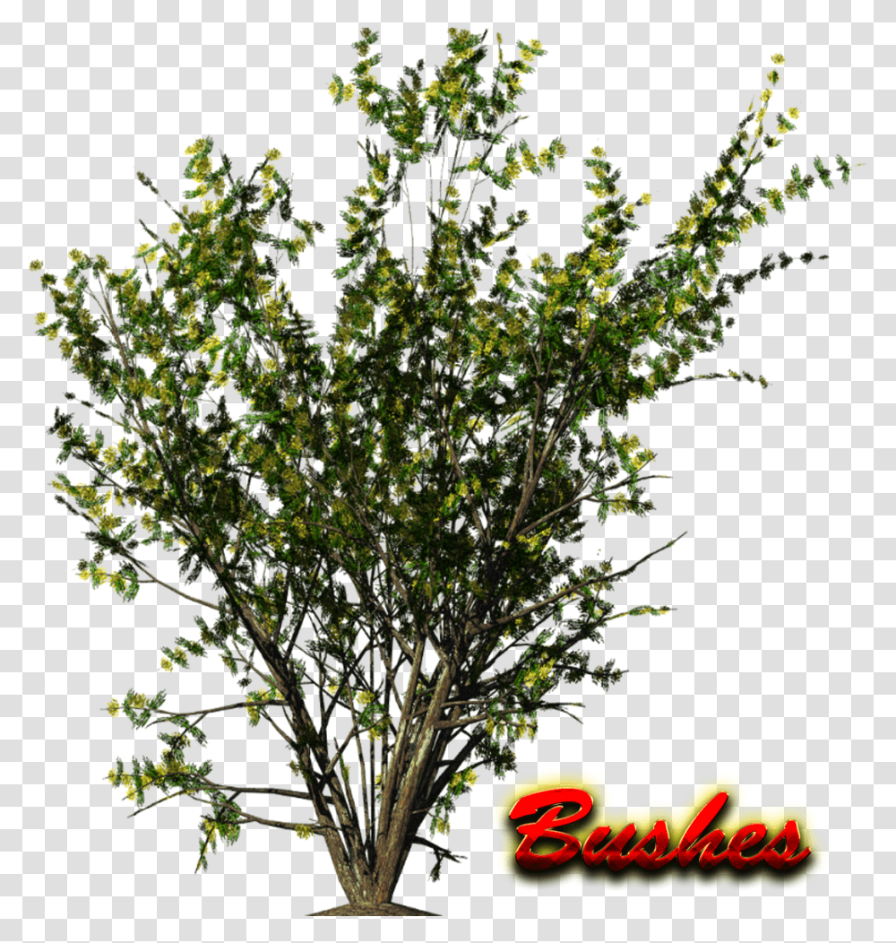 Bushes Hd Shrub, Tree, Plant, Tree Trunk, Outdoors Transparent Png