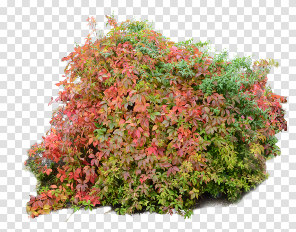 Bushes Image Bush Plant In Fall, Tree, Vegetation, Maple, Leaf Transparent Png