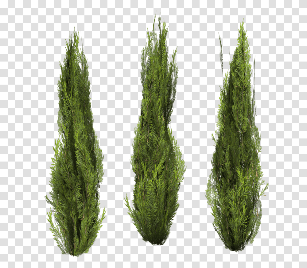 Bushes Image Plantas Photoshop, Moss, Tree, Leaf, Green Transparent Png