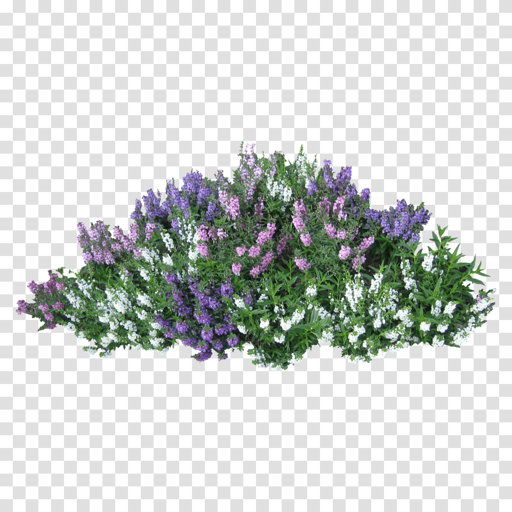 Bushes Images Free Download Bush Bush With Flowers, Plant, Blossom, Purple, Lavender Transparent Png