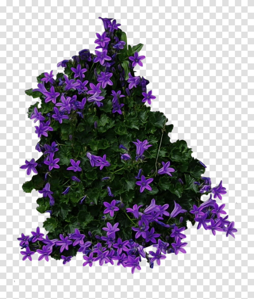 Bushes Images Free Download Bush Flower Bush Top View, Purple, Plant, Geranium, Blossom Transparent Png