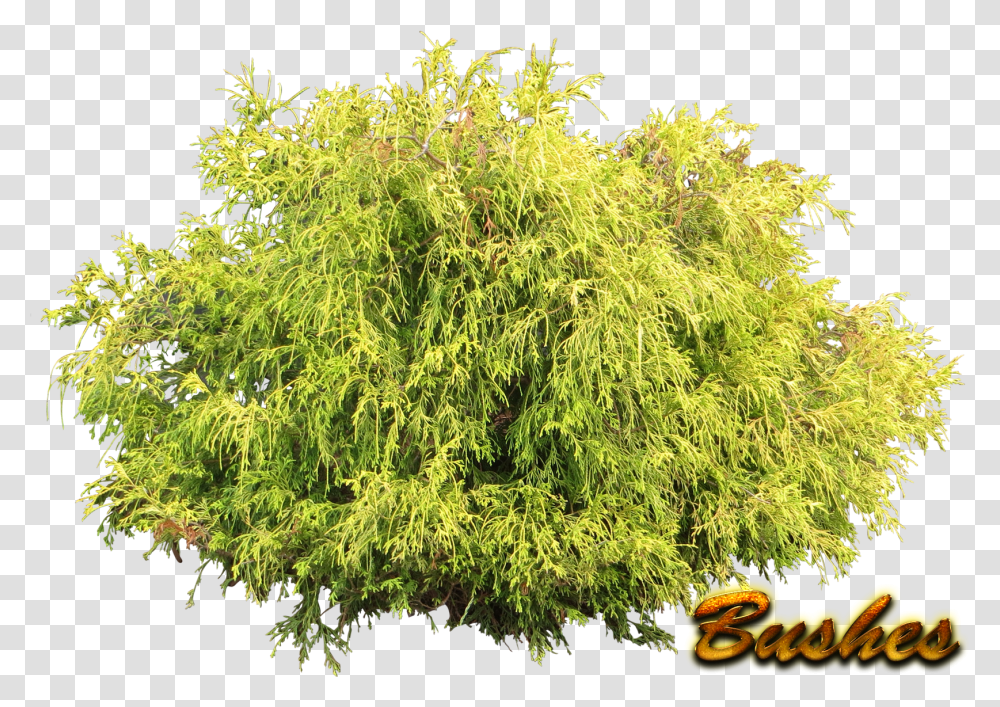 Bushes Pic Background Shrubs, Plant, Tree, Vegetation, Conifer Transparent Png