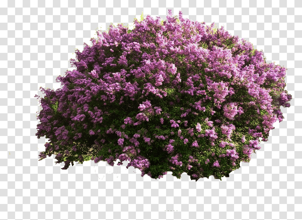 Bushes Plan View Purple Flower Bush, Vegetation, Plant, Blossom, Lilac Transparent Png