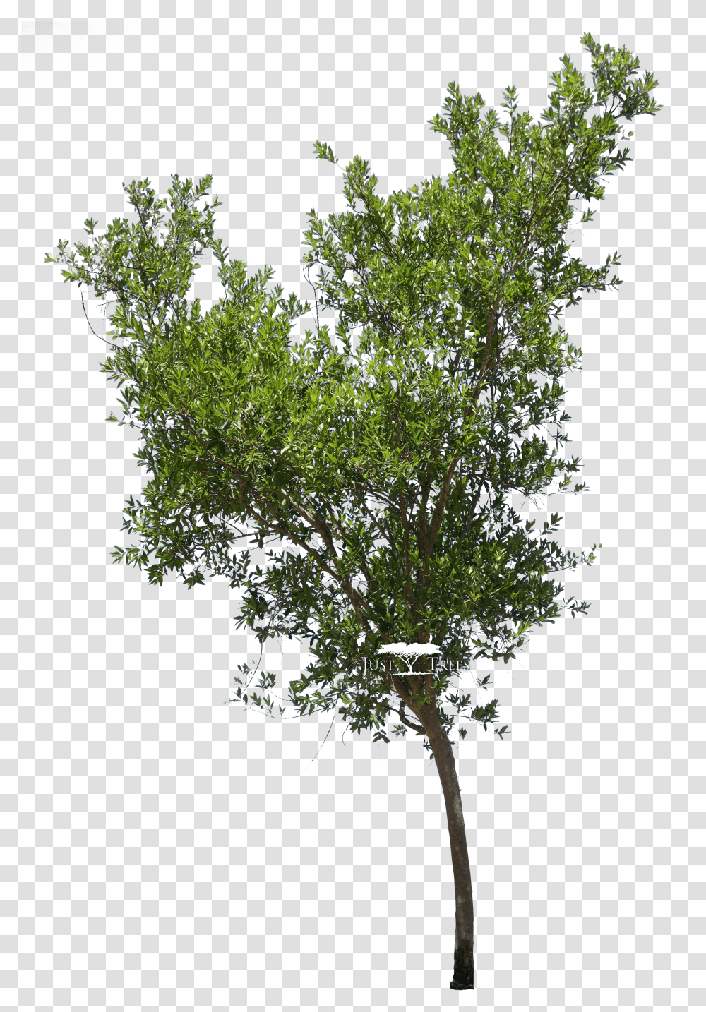 Bushes River Bush Willow Tree Drawing Transparent Png