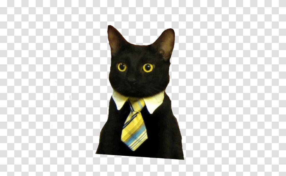 Business Cat Meme, Tie, Accessories, Accessory, Black Cat Transparent Png