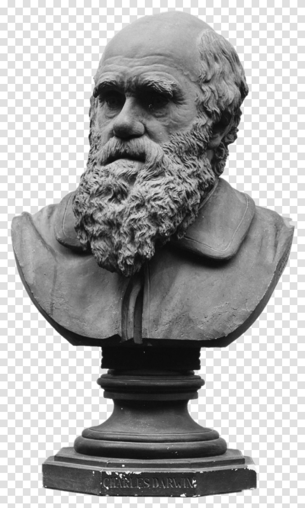 Bust Of Charles Darwin Charles Darwin, Face, Person, Human, Beard Transparent Png