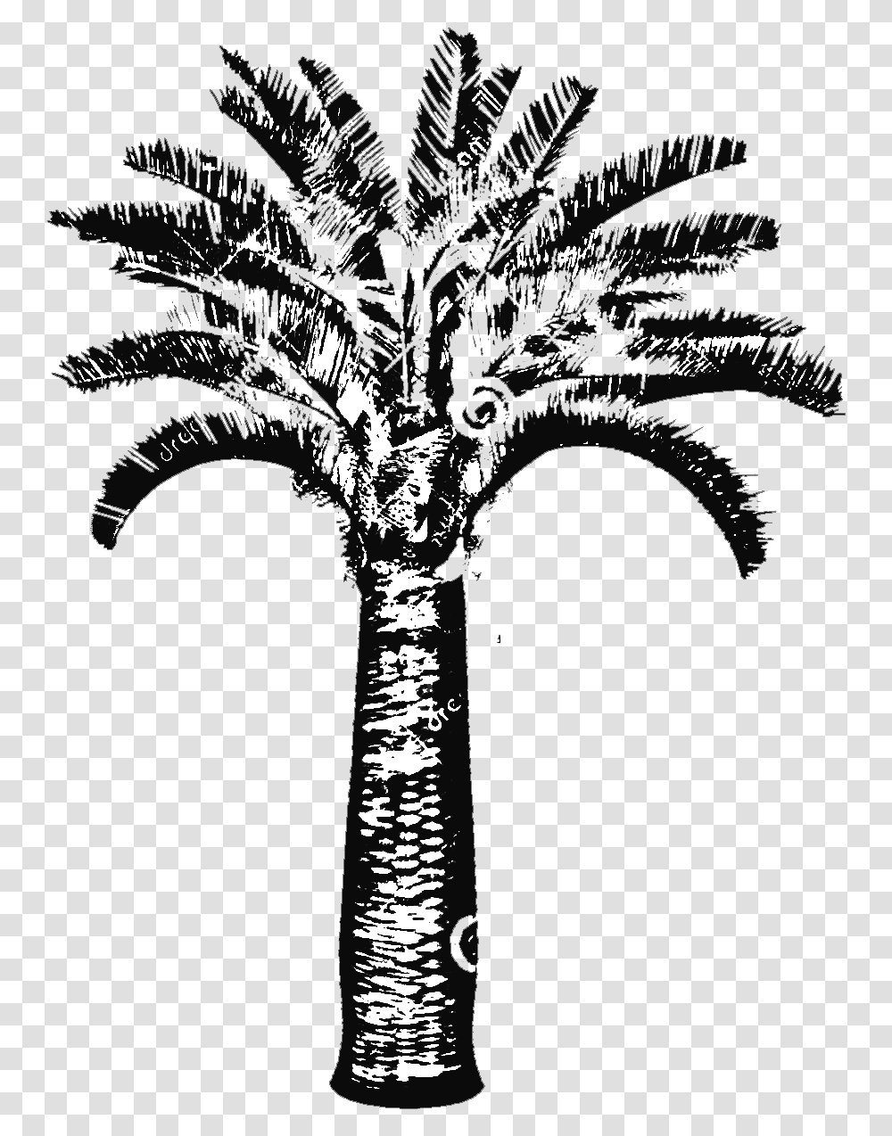 Butia Capitata Jelly Palm Big Plant Nursery Illustration, Palm Tree, Arecaceae, Cross Transparent Png