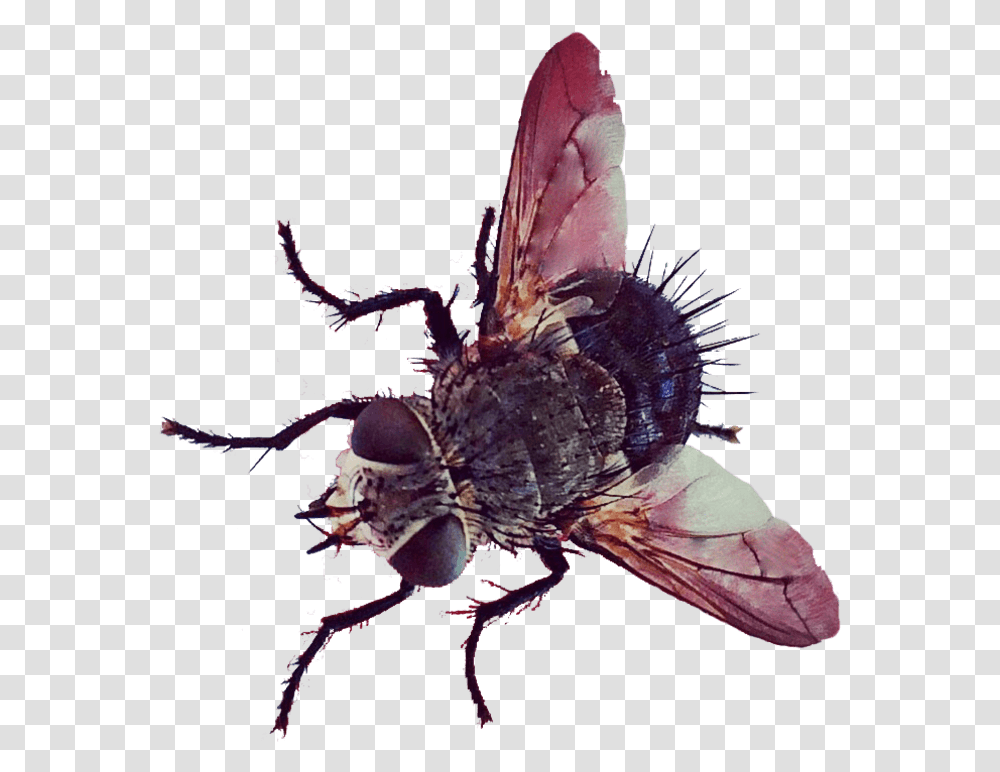 Butt House Fly, Insect, Invertebrate, Animal, Asilidae Transparent Png