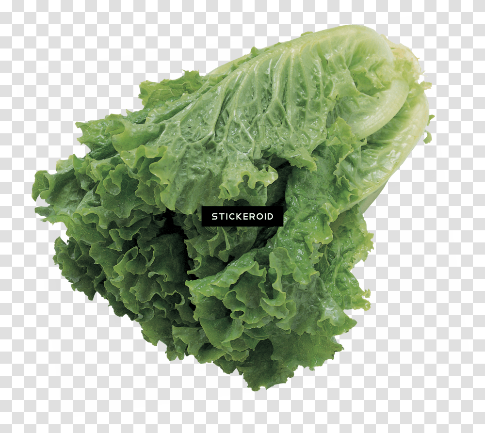 Butter Lettuce Vegetable Seeds Download Green Salad Background, Plant, Food, Kale, Cabbage Transparent Png