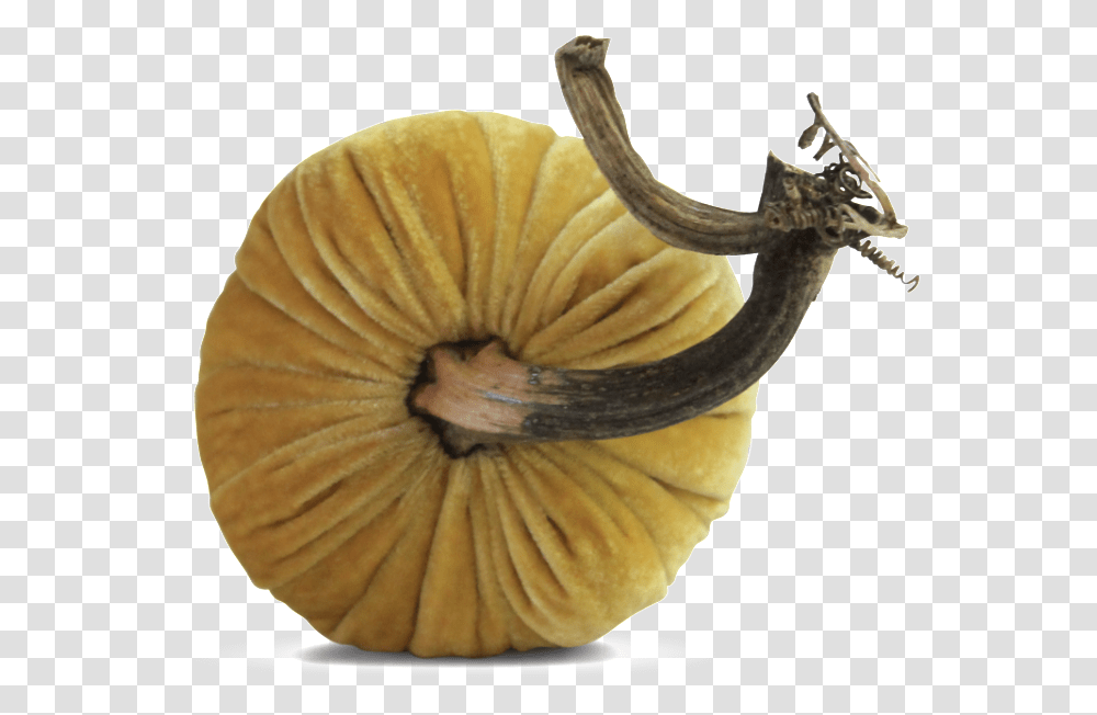 Butter PumpkinsData Image Id Gourd, Plant, Fungus, Food, Bowl Transparent Png