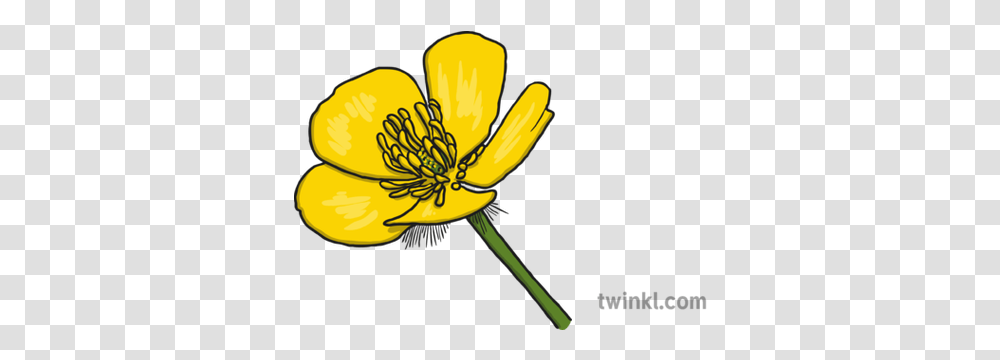 Buttercup 1 Illustration Illustration Of A Buttercup Flower, Plant, Blossom, Pollen, Anther Transparent Png