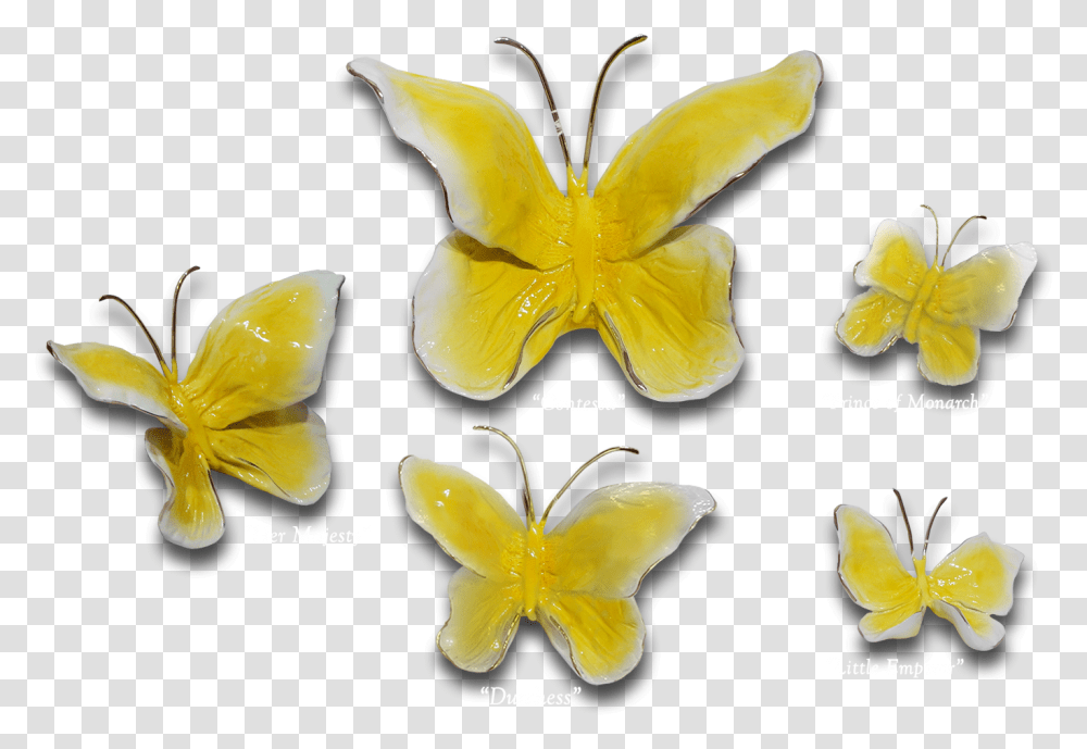 Buttercup Butterflies Decorative, Plant, Flower, Blossom, Petal Transparent Png