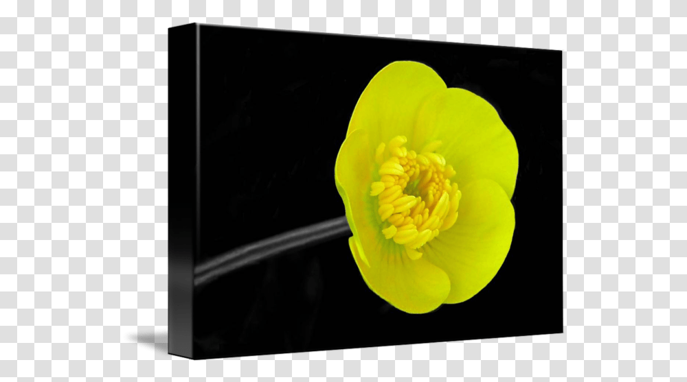 Buttercup By Lisa Phillips Marsh Marigold, Plant, Pollen, Flower, Anther Transparent Png