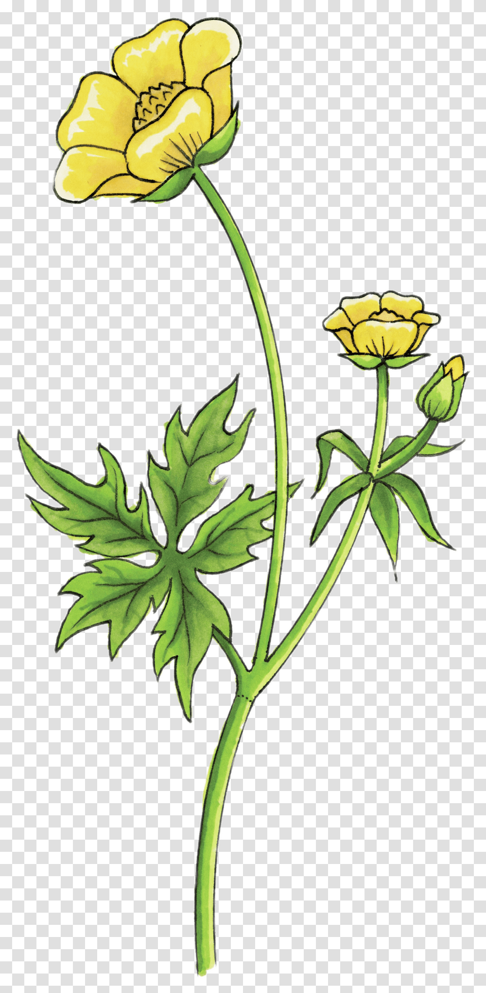 Buttercup Drawing Clip Arts Buttercup Flower Drawing, Plant, Leaf, Blossom, Apiaceae Transparent Png