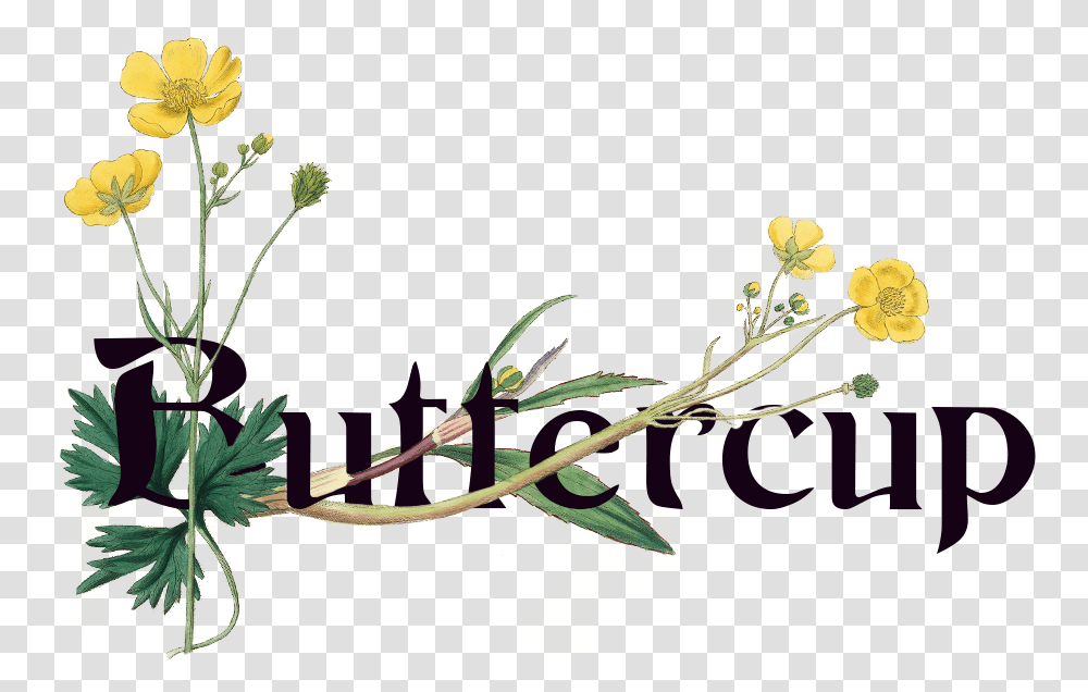 Buttercup, Floral Design, Pattern Transparent Png