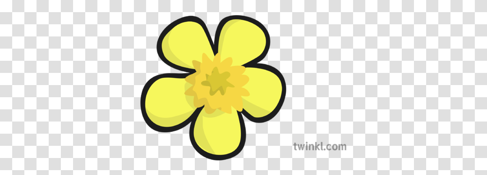 Buttercup Flower Illustration Twinkl Clip Art, Plant, Blossom, Anther, Daffodil Transparent Png