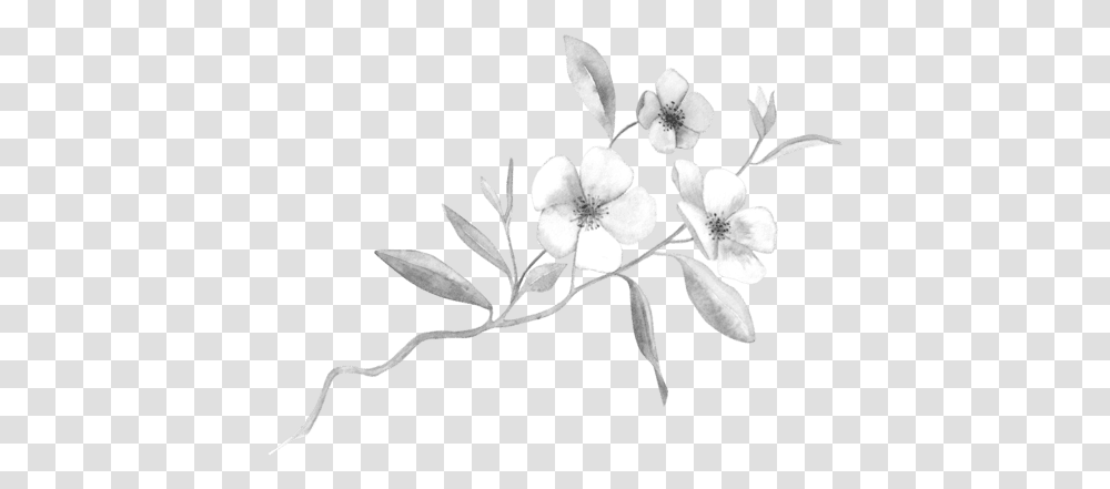 Buttercup, Plant, Flower, Blossom, Acanthaceae Transparent Png