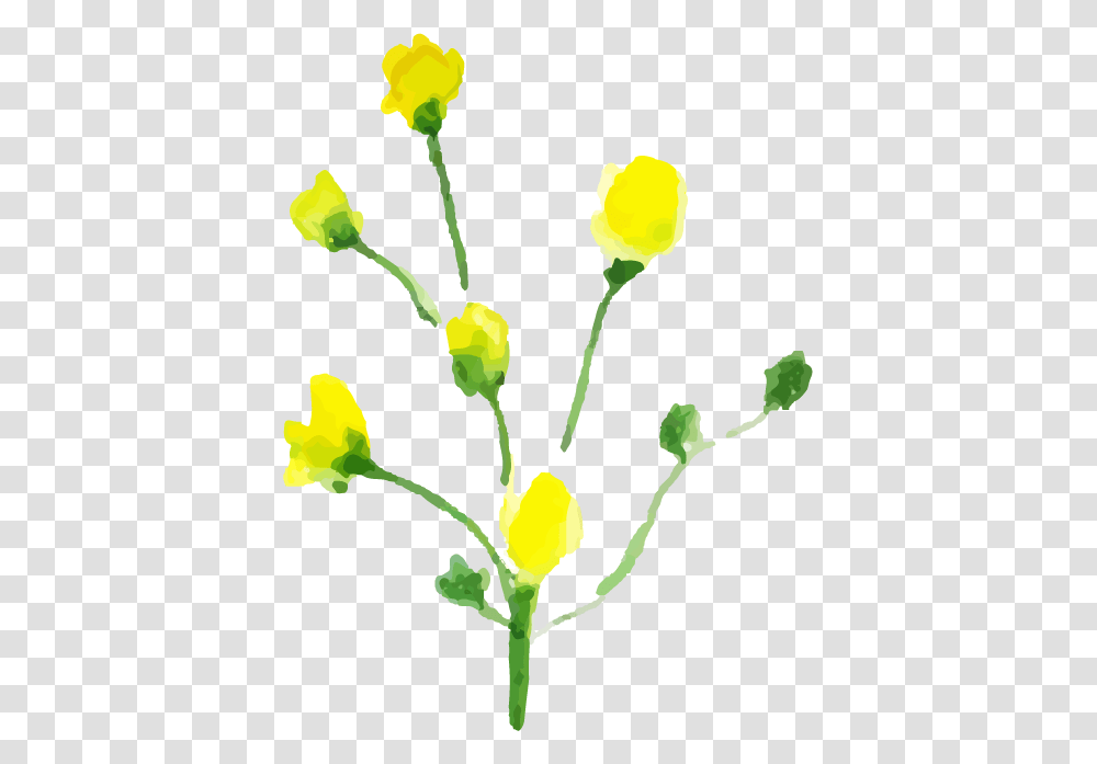 Buttercup, Plant, Flower, Blossom, Daffodil Transparent Png