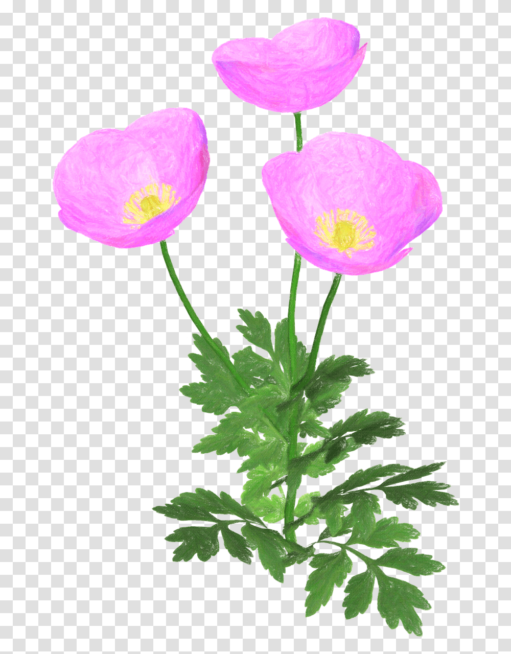 Buttercup, Plant, Flower, Blossom, Geranium Transparent Png