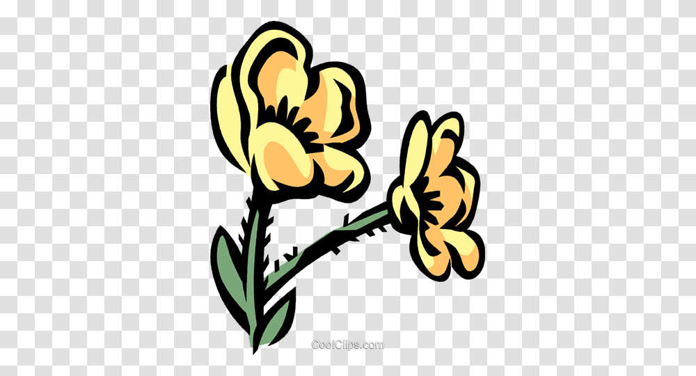 Buttercup Royalty Free Vector Clip Art Illustration, Plant, Flower, Blossom, Orchid Transparent Png