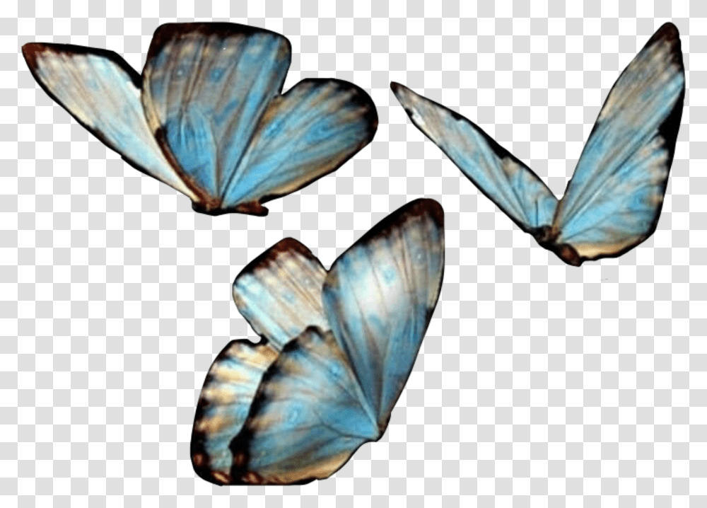 Butterfies Butterfly Butterflywings Blue Freetoedit Background Butterfly Transparent Png