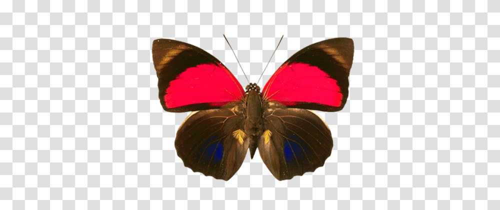 Butterfli Hd Insect Moth Photo, Butterfly, Invertebrate, Animal, Fungus Transparent Png