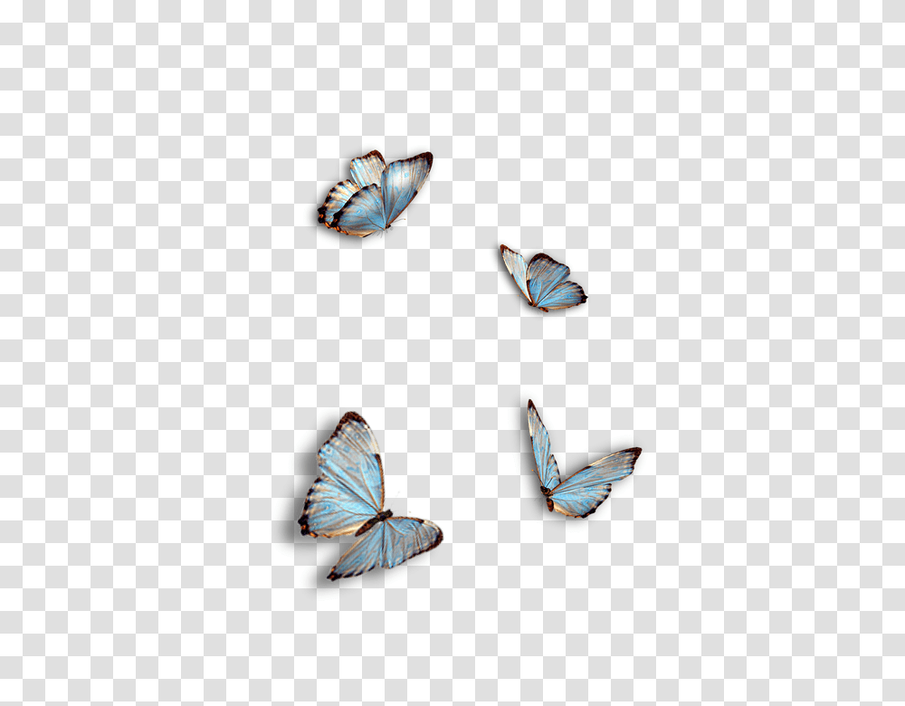 Butterflies 960, Insect, Butterfly, Invertebrate, Animal Transparent Png