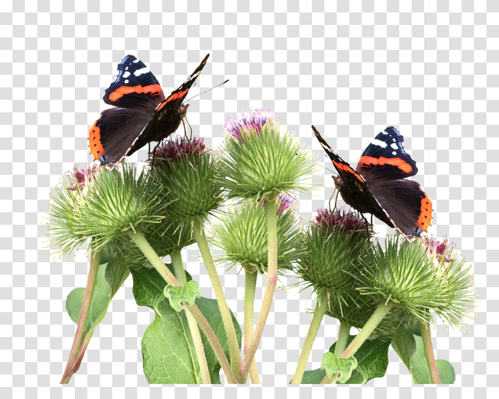 Butterflies Nature, Butterfly, Insect, Invertebrate Transparent Png