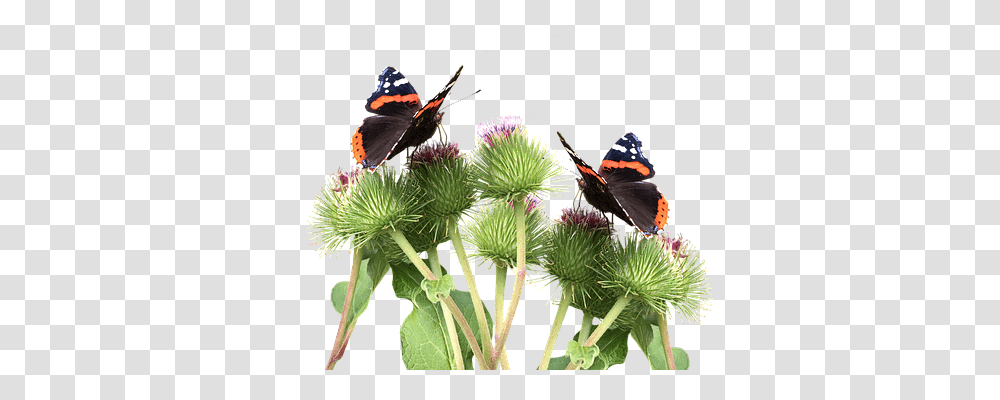 Butterflies Nature, Plant, Butterfly, Insect Transparent Png